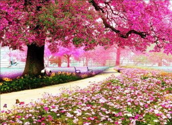 منظره ی زیبا از درخت بهاری با شکوفه های صورتی
