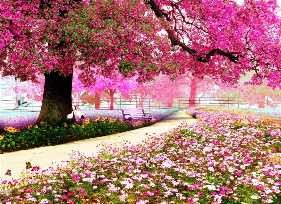 منظره ی زیبا از درخت بهاری با شکوفه های صورتی