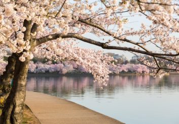 منظره ی دریاچه و شکوفه های گیلاس