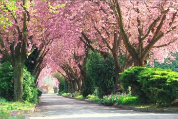 جاده ای با درختان شکفته در بهار