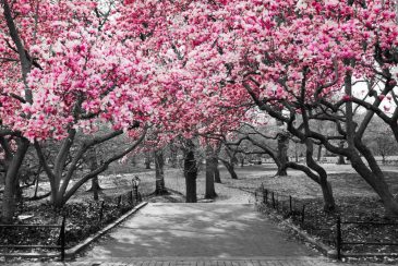 عکس سیاه و سفید از شکوفه های درخت گیلاس