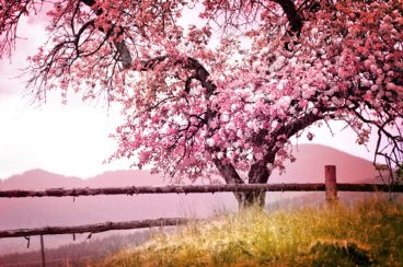 کاغذ دیواری زیبای شکوفه های بهاری