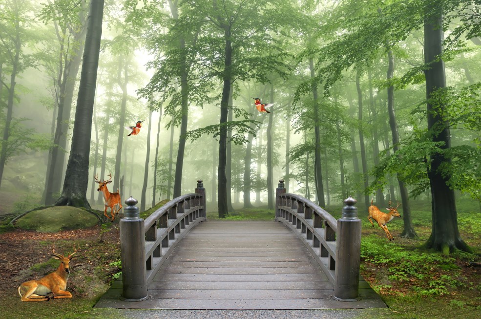 نقاشی پلی به آن سوی جنگل