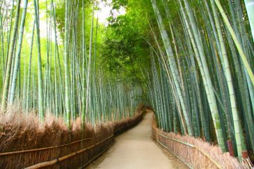 جاده ای در میان جنگل بامبو