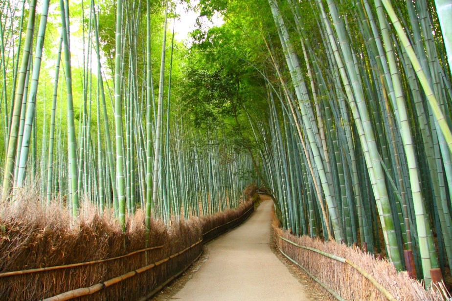 جاده ای در میان جنگل بامبو
