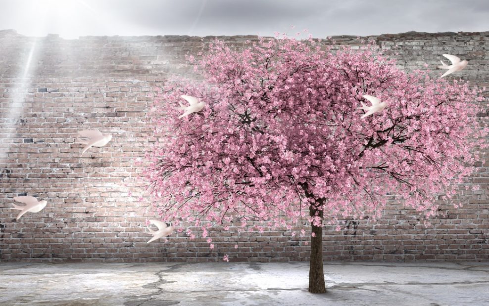 کبوترهای سفید و شکوفه های گیلاس با دیوار آجری